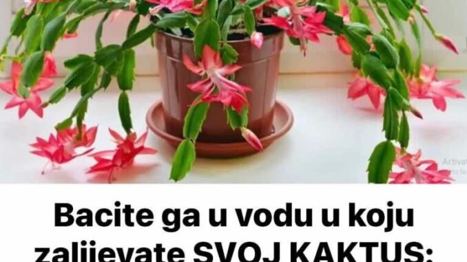 kaktus