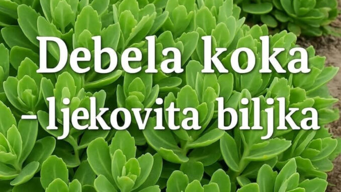 debela-koka